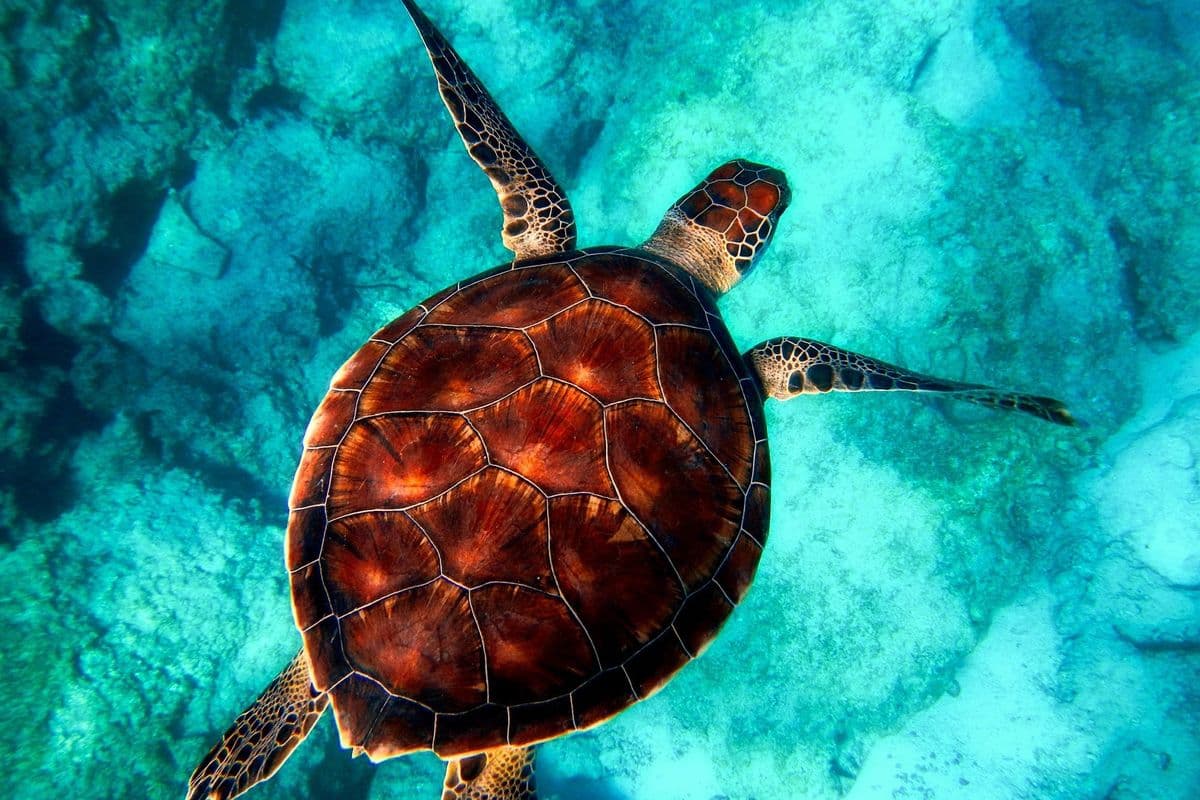 Velas Turtle Festival 2027 โ Guided release of Olive Ridley turtle hatchlings into the sea